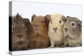 Four Baby Guinea Pigs, Each a Different Colour-Mark Taylor-Stretched Canvas