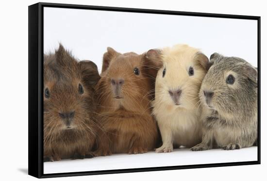Four Baby Guinea Pigs, Each a Different Colour-Mark Taylor-Framed Stretched Canvas
