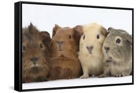 Four Baby Guinea Pigs, Each a Different Colour-Mark Taylor-Framed Stretched Canvas