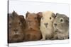 Four Baby Guinea Pigs, Each a Different Colour-Mark Taylor-Stretched Canvas