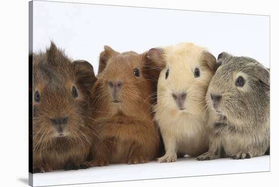 Four Baby Guinea Pigs, Each a Different Colour-Mark Taylor-Stretched Canvas