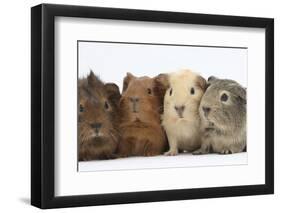 Four Baby Guinea Pigs, Each a Different Colour-Mark Taylor-Framed Premium Photographic Print