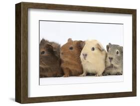 Four Baby Guinea Pigs, Each a Different Colour-Mark Taylor-Framed Photographic Print