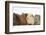 Four Baby Guinea Pigs, Each a Different Colour-Mark Taylor-Framed Photographic Print