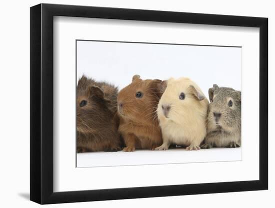 Four Baby Guinea Pigs, Each a Different Colour-Mark Taylor-Framed Photographic Print