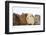 Four Baby Guinea Pigs, Each a Different Colour-Mark Taylor-Framed Photographic Print