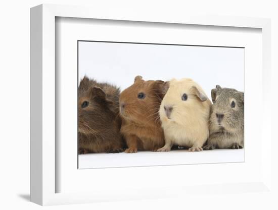 Four Baby Guinea Pigs, Each a Different Colour-Mark Taylor-Framed Photographic Print