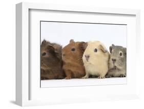 Four Baby Guinea Pigs, Each a Different Colour-Mark Taylor-Framed Photographic Print