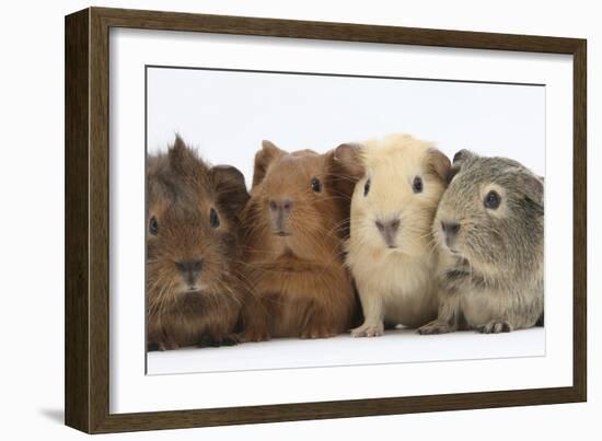 Four Baby Guinea Pigs, Each a Different Colour-Mark Taylor-Framed Photographic Print