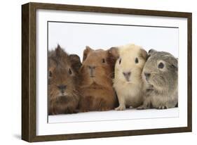 Four Baby Guinea Pigs, Each a Different Colour-Mark Taylor-Framed Photographic Print