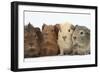 Four Baby Guinea Pigs, Each a Different Colour-Mark Taylor-Framed Photographic Print