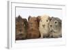 Four Baby Guinea Pigs, Each a Different Colour-Mark Taylor-Framed Photographic Print