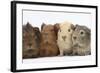 Four Baby Guinea Pigs, Each a Different Colour-Mark Taylor-Framed Photographic Print