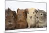 Four Baby Guinea Pigs, Each a Different Colour-Mark Taylor-Mounted Photographic Print