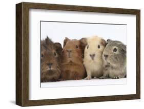 Four Baby Guinea Pigs, Each a Different Colour-Mark Taylor-Framed Photographic Print