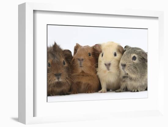 Four Baby Guinea Pigs, Each a Different Colour-Mark Taylor-Framed Photographic Print