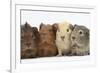 Four Baby Guinea Pigs, Each a Different Colour-Mark Taylor-Framed Photographic Print