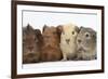 Four Baby Guinea Pigs, Each a Different Colour-Mark Taylor-Framed Photographic Print