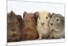 Four Baby Guinea Pigs, Each a Different Colour-Mark Taylor-Mounted Photographic Print