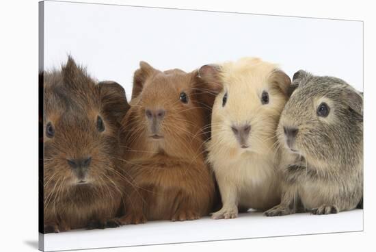 Four Baby Guinea Pigs, Each a Different Colour-Mark Taylor-Stretched Canvas