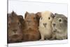 Four Baby Guinea Pigs, Each a Different Colour-Mark Taylor-Stretched Canvas