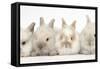 Four Baby Lionhead Cross Lop Bunnies in a Row-Mark Taylor-Framed Stretched Canvas