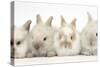 Four Baby Lionhead Cross Lop Bunnies in a Row-Mark Taylor-Stretched Canvas