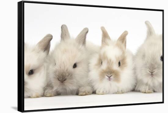 Four Baby Lionhead Cross Lop Bunnies in a Row-Mark Taylor-Framed Stretched Canvas