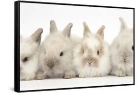 Four Baby Lionhead Cross Lop Bunnies in a Row-Mark Taylor-Framed Stretched Canvas