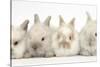 Four Baby Lionhead Cross Lop Bunnies in a Row-Mark Taylor-Stretched Canvas