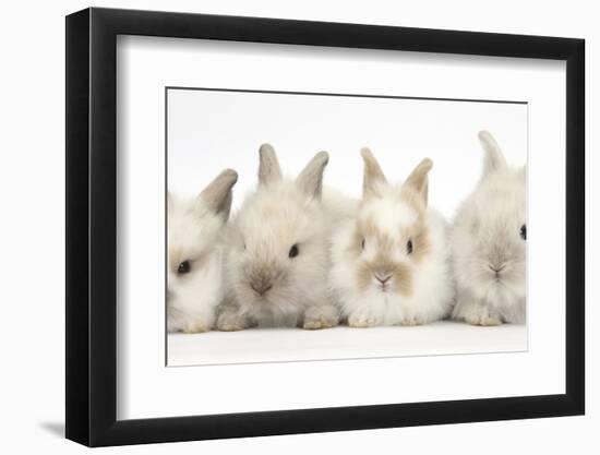 Four Baby Lionhead Cross Lop Bunnies in a Row-Mark Taylor-Framed Photographic Print