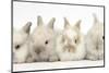 Four Baby Lionhead Cross Lop Bunnies in a Row-Mark Taylor-Mounted Photographic Print