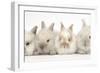 Four Baby Lionhead Cross Lop Bunnies in a Row-Mark Taylor-Framed Photographic Print