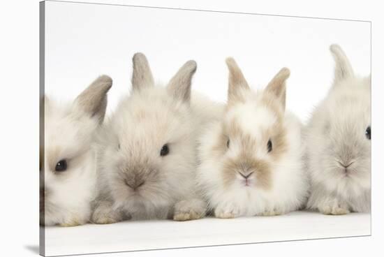 Four Baby Lionhead Cross Lop Bunnies in a Row-Mark Taylor-Stretched Canvas