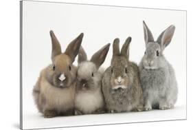 Four Baby Rabbits in Line-Mark Taylor-Stretched Canvas