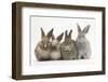 Four Baby Rabbits in Line-Mark Taylor-Framed Photographic Print