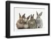 Four Baby Rabbits in Line-Mark Taylor-Framed Photographic Print