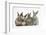 Four Baby Rabbits in Line-Mark Taylor-Framed Photographic Print