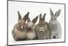 Four Baby Rabbits in Line-Mark Taylor-Mounted Photographic Print