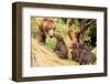 Four Bear Cubs Greet Mother beside Tree-Nick Dale-Framed Photographic Print