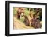 Four Bear Cubs Greet Mother beside Tree-Nick Dale-Framed Photographic Print