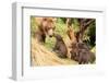 Four Bear Cubs Greet Mother beside Tree-Nick Dale-Framed Photographic Print