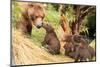 Four Bear Cubs Greet Mother beside Tree-Nick Dale-Mounted Photographic Print