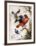 Four Birds in Wood-Herman Henstenburgh-Framed Giclee Print