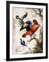 Four Birds in Wood-Herman Henstenburgh-Framed Giclee Print