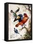 Four Birds in Wood-Herman Henstenburgh-Framed Stretched Canvas