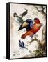 Four Birds in Wood-Herman Henstenburgh-Framed Stretched Canvas