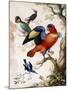 Four Birds in Wood-Herman Henstenburgh-Mounted Giclee Print