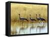 Four Blue Cranes Cross a Flooded Pan on the Edge of the Etosha National Park-Nigel Pavitt-Framed Stretched Canvas