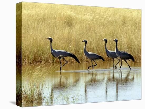 Four Blue Cranes Cross a Flooded Pan on the Edge of the Etosha National Park-Nigel Pavitt-Stretched Canvas